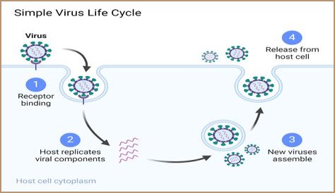Reflecting on the Life and Legacy of a Viral Video Sensation