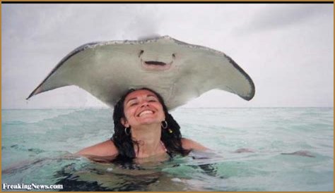 Stingray Photobomb: The Best Picture Ever?